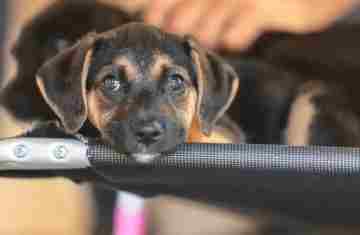  Governo abre consulta pública sobre genéricos e similares veterinários 